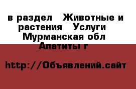  в раздел : Животные и растения » Услуги . Мурманская обл.,Апатиты г.